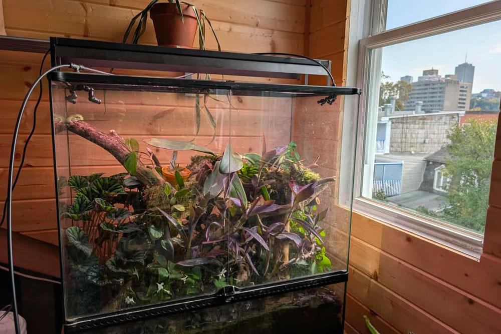 orchidarium orchidee quebec