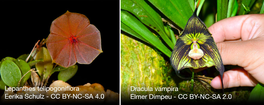 orchidee Dracula Lepanthes quebec