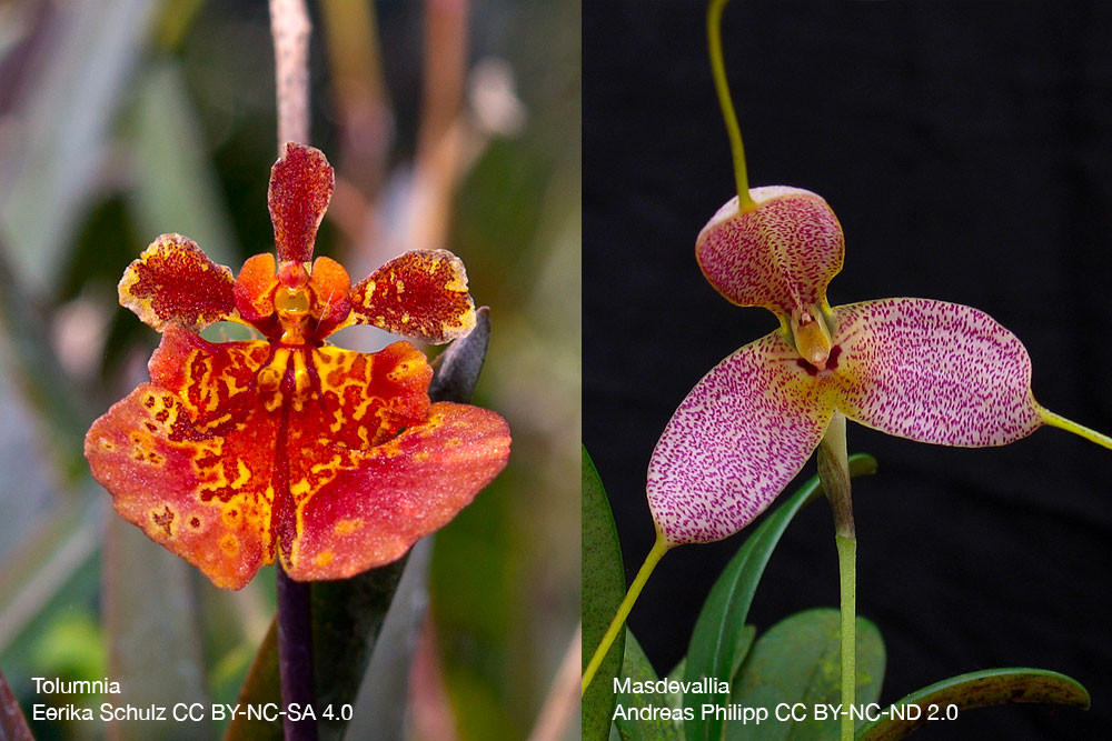 orchidee armoire quebec