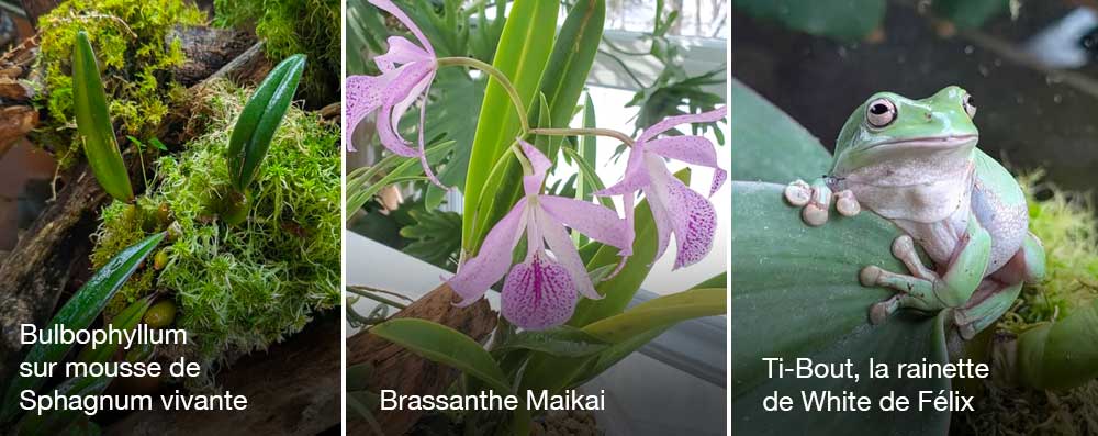 orchidee rainette quebec 2