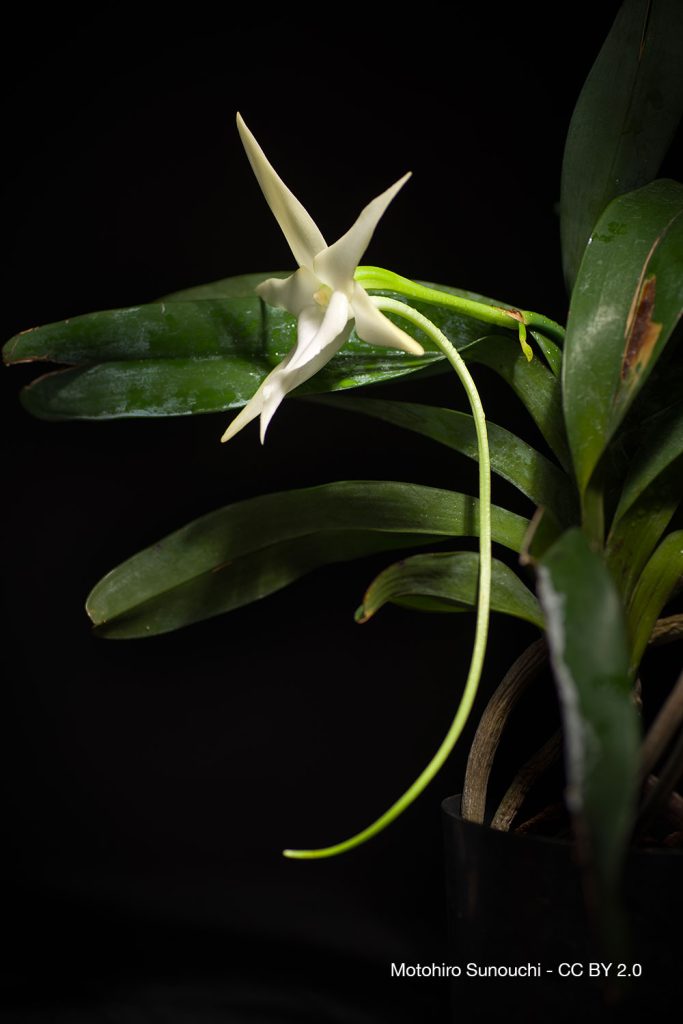 Sherlock Holmes et l’orchidée impossible 3 Angraecum sesquipedale orchidee eperon