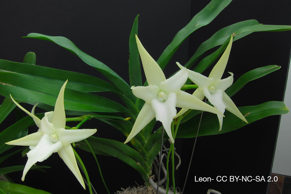 Sherlock Holmes et l’orchidée impossible 1 Angraecum sesquipedale orchidee quebec