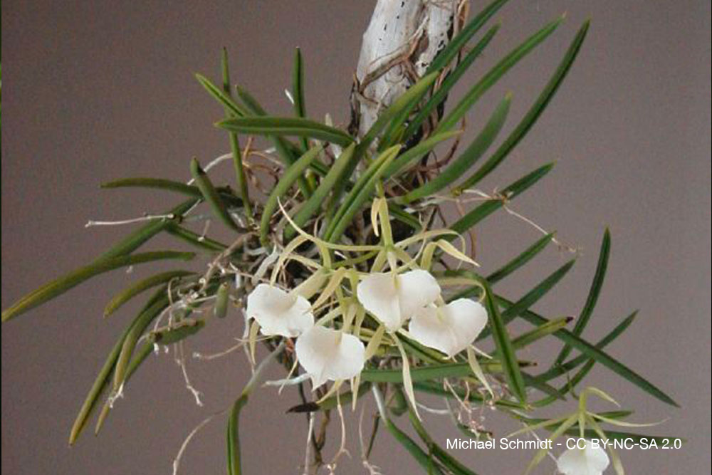 Orchidées du désert : quand la sécheresse devient une alliée 4 Brassavola nodosa orchidee quebec 2