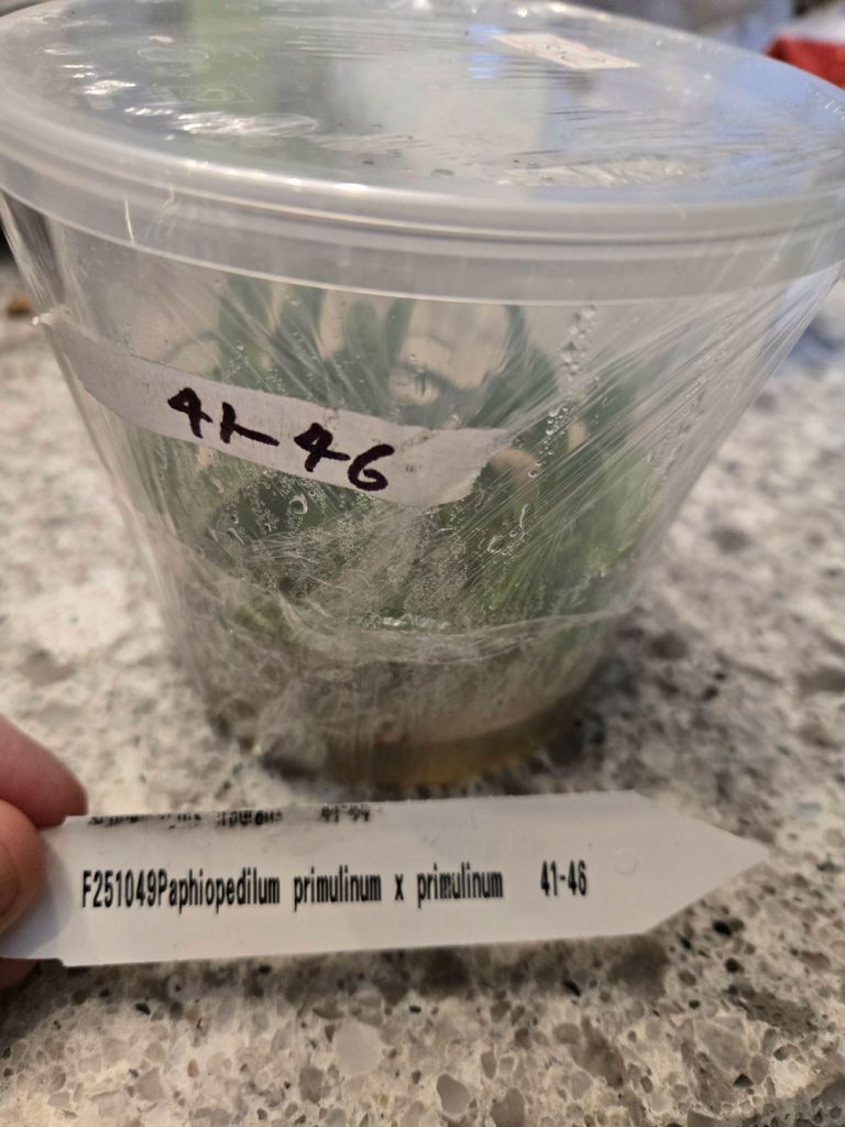 Commande Biotech orchidee