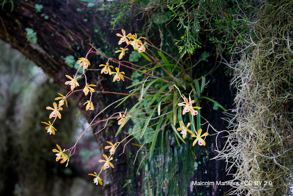Orchidées du désert : quand la sécheresse devient une alliée 9 Encyclia tampensis orchidee quebec 2