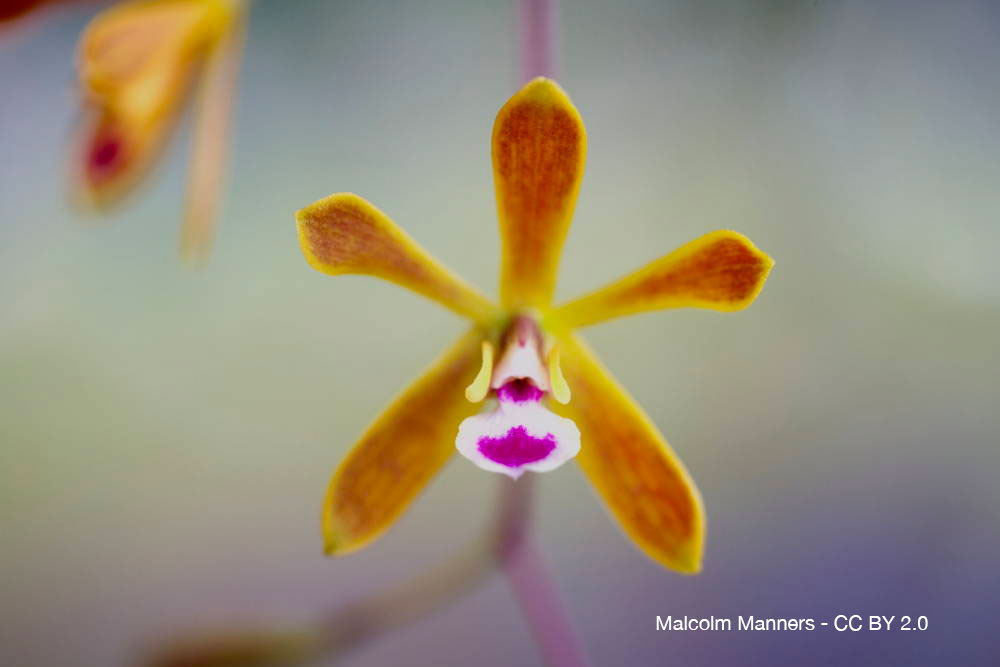 Orchidées du désert : quand la sécheresse devient une alliée 8 Encyclia tampensis orchidee quebec
