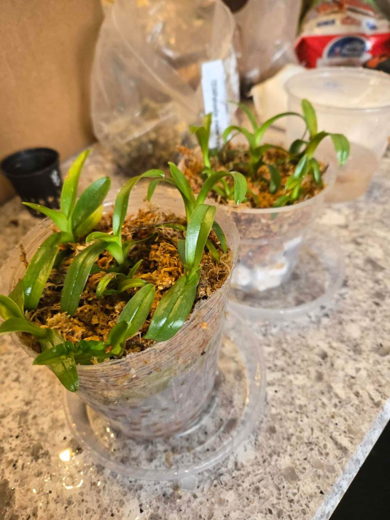 Flask Paphiopedilum primulinum x primulinum