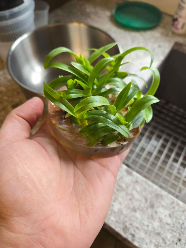 Flask agar agar orchidee