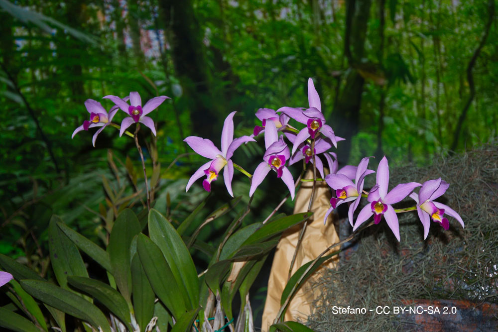 Orchidées du désert : quand la sécheresse devient une alliée 6 Laelia anceps orchidee quebec 2