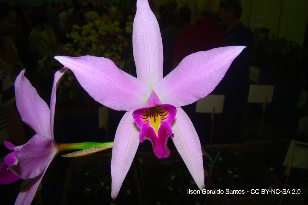 Orchidées du désert : quand la sécheresse devient une alliée 5 Laelia anceps orchidee quebec