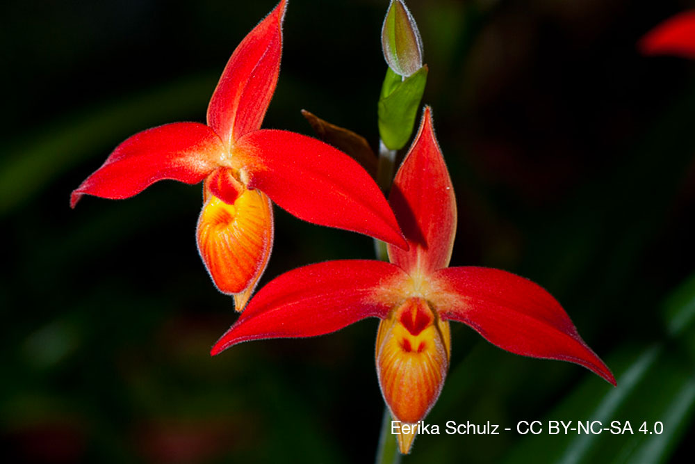 Orchidee Quebec association