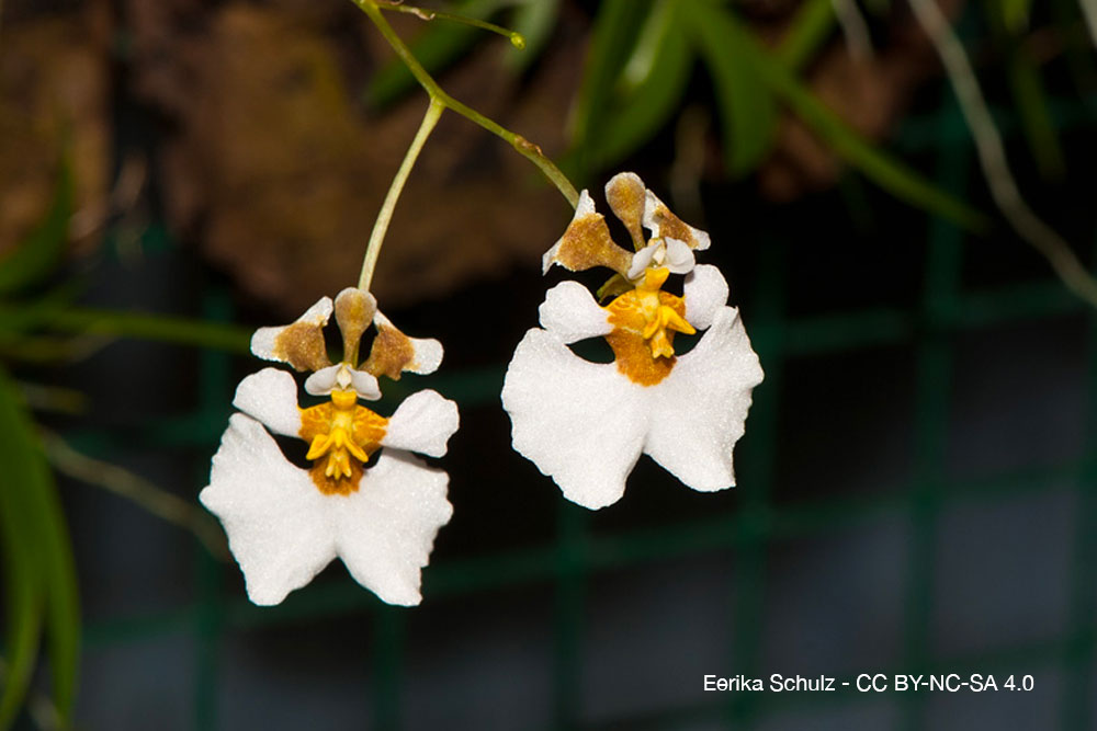 Orchidées du désert : quand la sécheresse devient une alliée 7 Tolumnia orchidee quebec