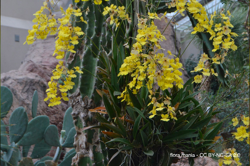 Orchidées du désert : quand la sécheresse devient une alliée 2 Zelenkoa onusta orchidee quebec 2