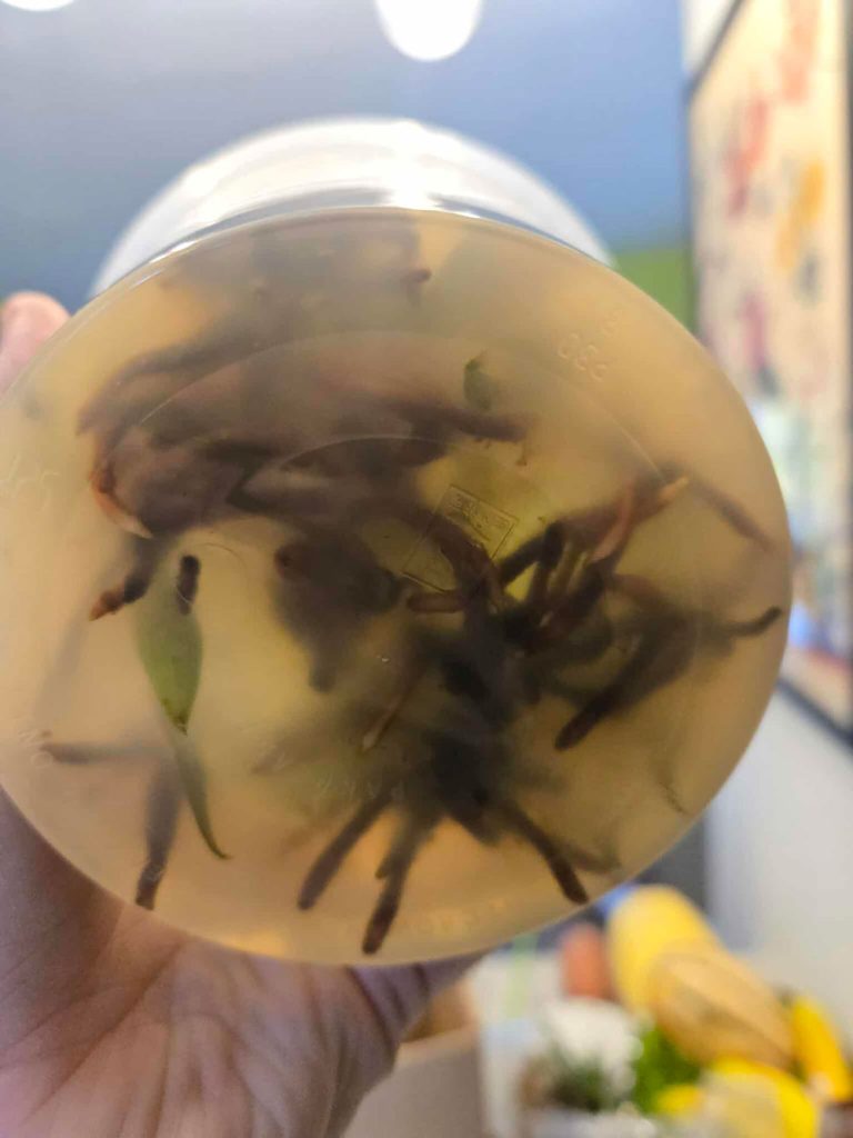 agar agar flask orchidee quebec