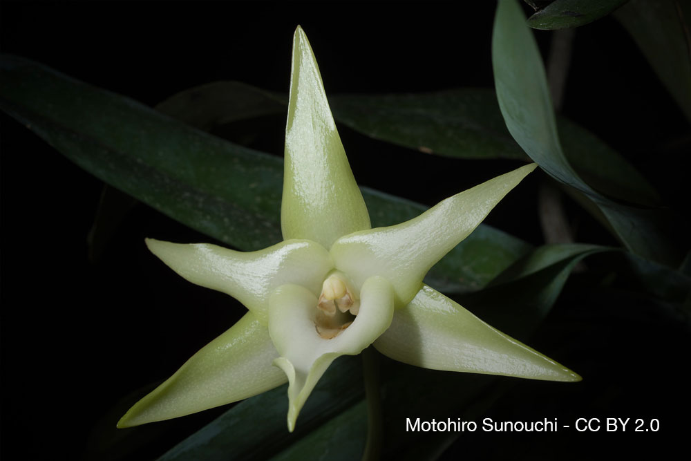 Sherlock Holmes et l’orchidée impossible 2 mystere orchidee Angraecum sesquipedale