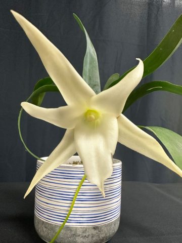 Angreacum Lais Star 768x1024