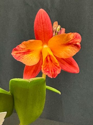 Ctl Tangerine Fire mini Sun 768x1024