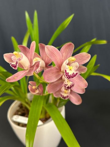 Cymbidium XL Red Ruby 768x1024