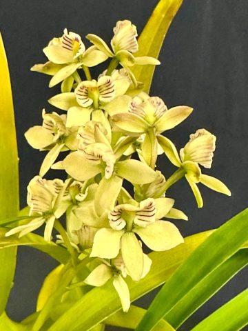 Vue Prostechea radiata 768x1024