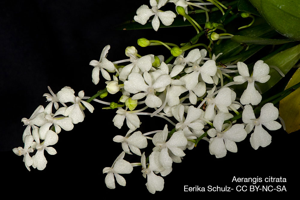 Aerangis citrata orchidee parfum nuit