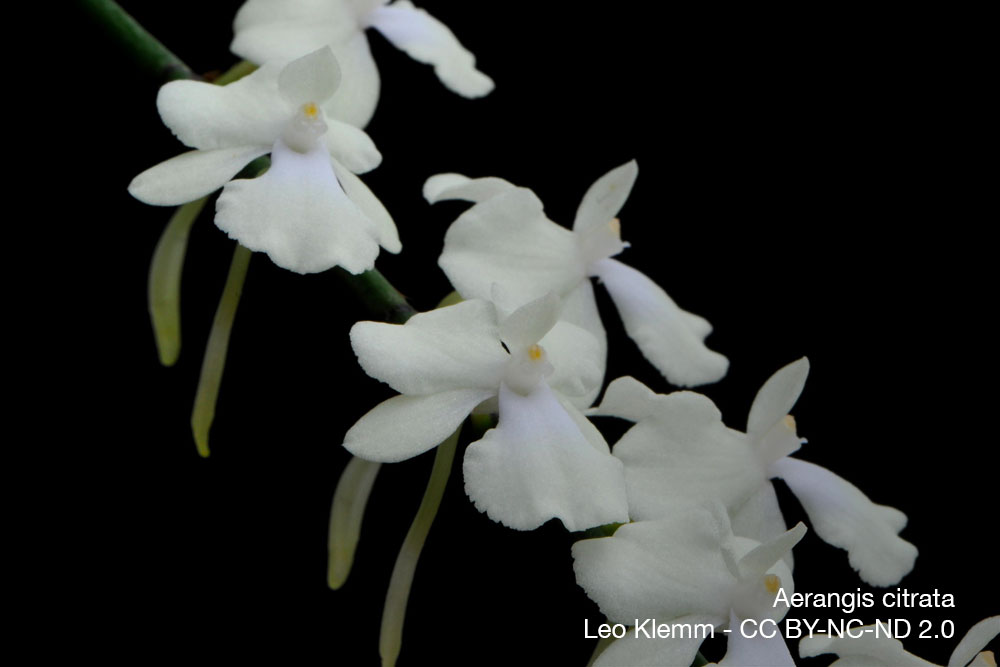 Aerangis citrata orchidee parfum