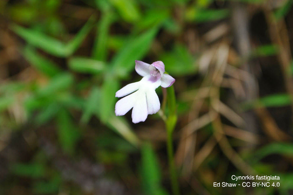 Seychelles orchidees Cynorkis fastigiata quebec