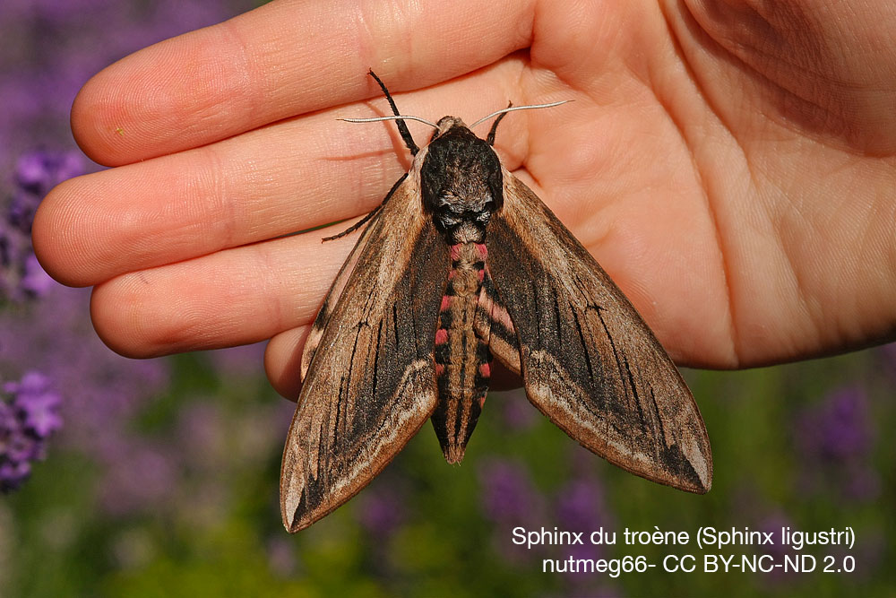 Sphinx du troene Sphinx ligustri orchidee