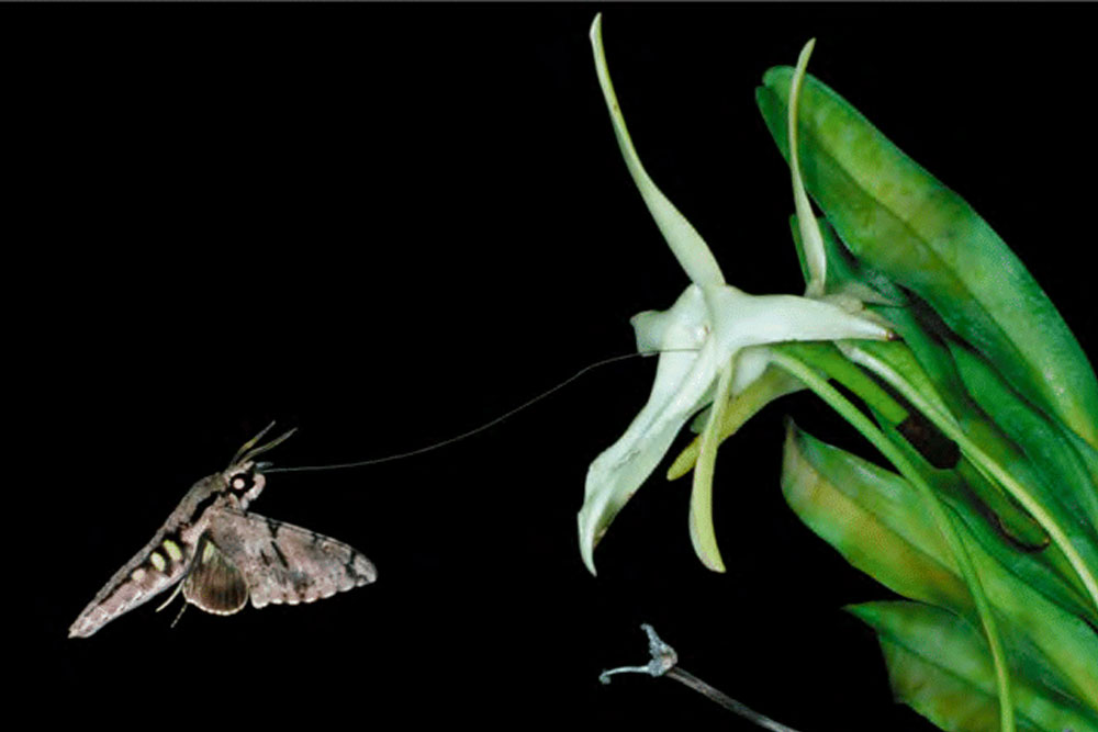 Sherlock Holmes et l’orchidée impossible 5 Xanthopan morganii praedicta