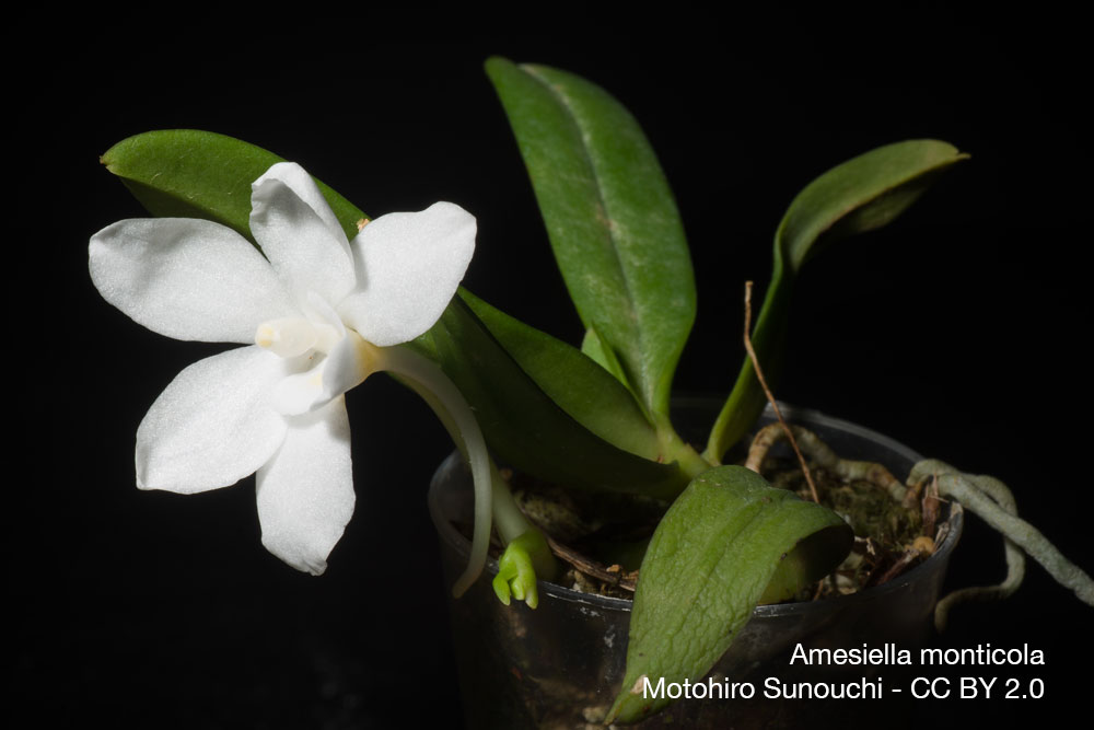 orchidee Amesiella monticola parfum