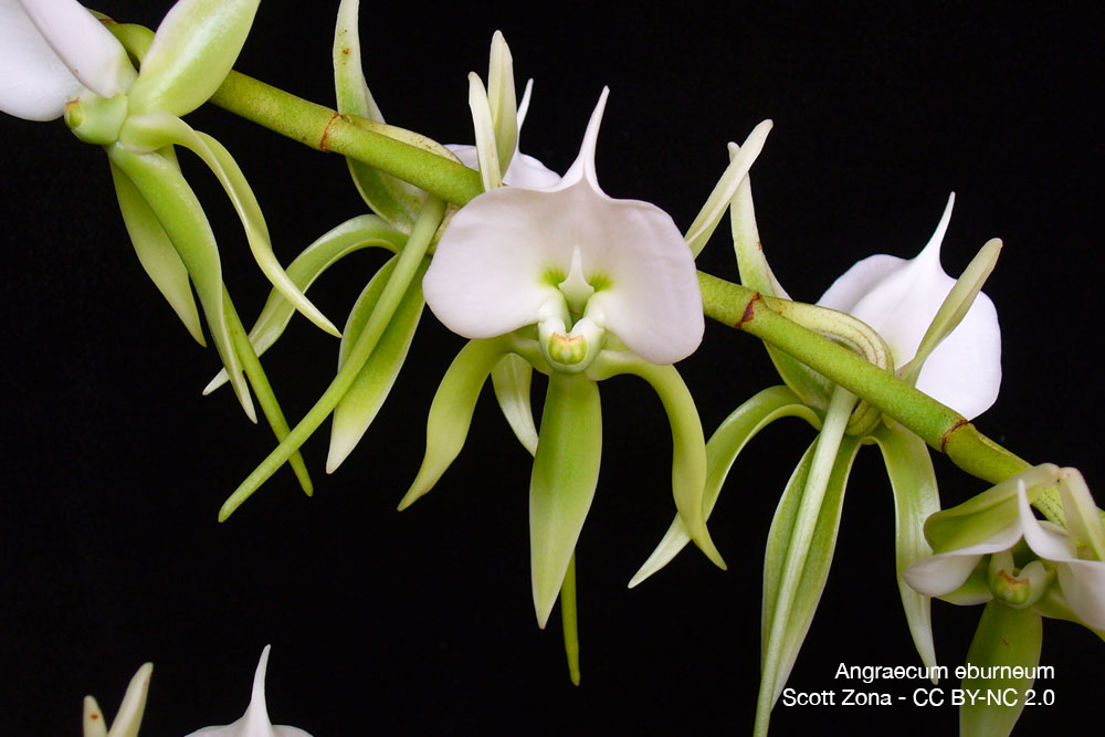 orchidee Angraecum eburneum quebec