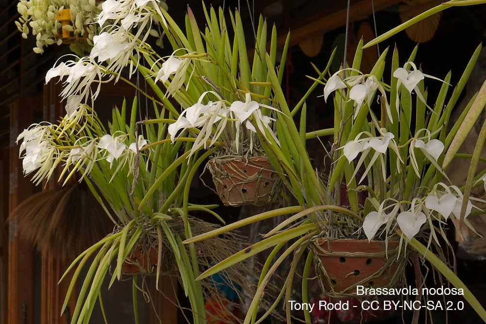 orchidee Brassavola nodosa parfum nuit