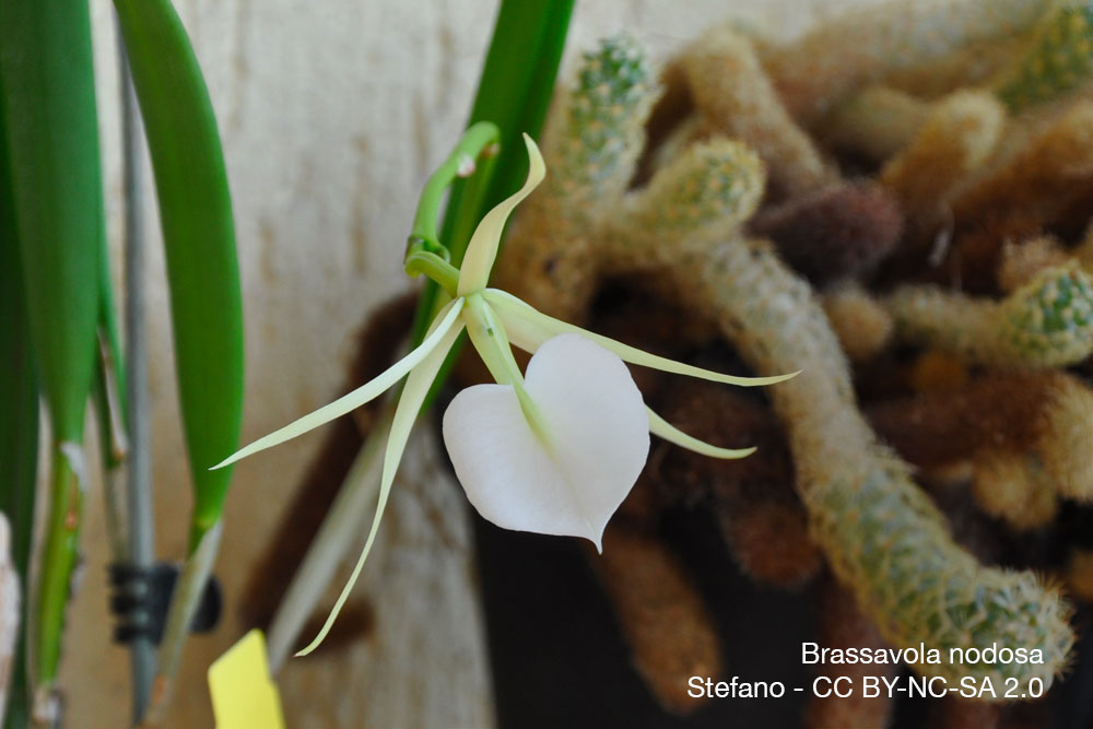 orchidee Brassavola nodosa parfum