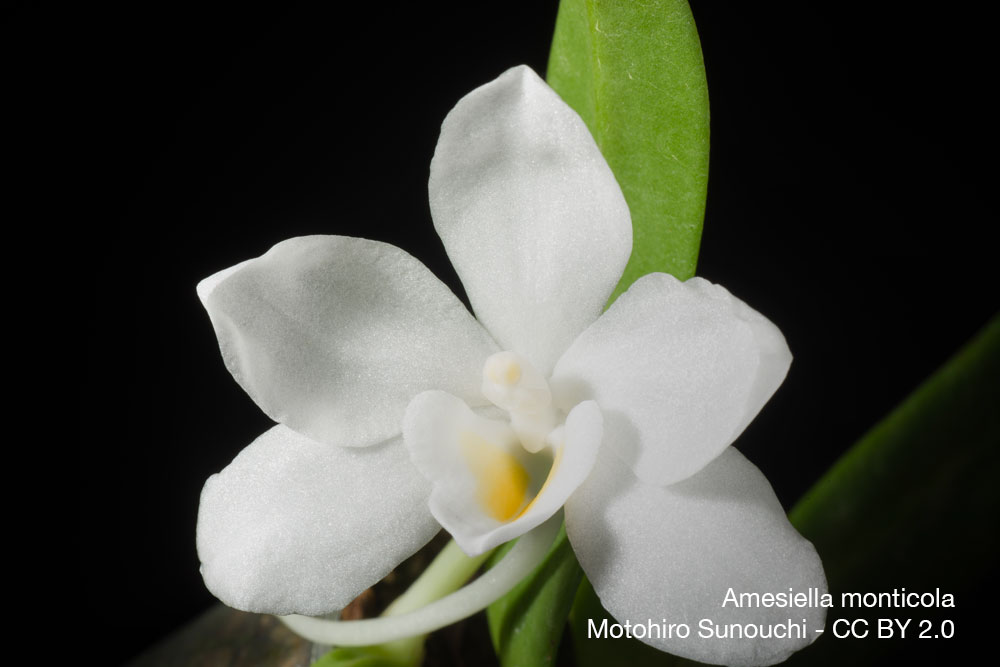 orchidee parfum Amesiella monticola