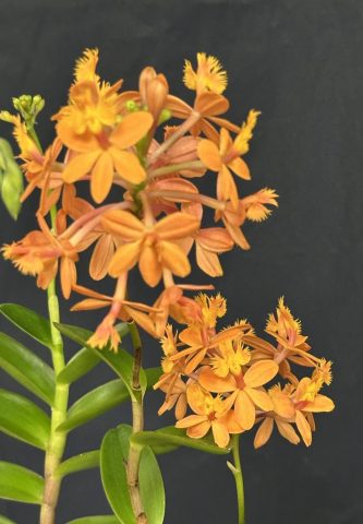 Epidendrum Comet Valley - Christian St-Pierre