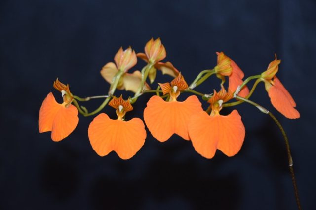 Comparettia speciosa - Christian St-Pierre