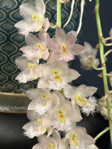 Clowesia Rebecca Northern 'Mikabi' - Éric Dumont
