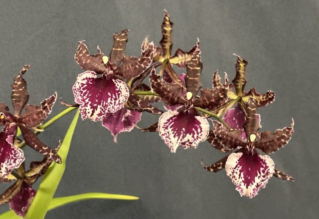 Colmanara Massai White - Éric Dumont