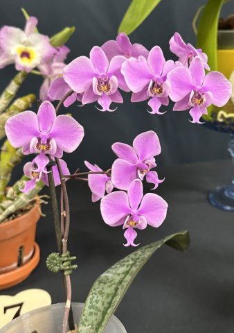 Phalaenopsis Schilleriana xsibi - Éric Dumont