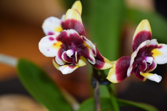Phalaenopsis Star Diamond - Éric Dumont