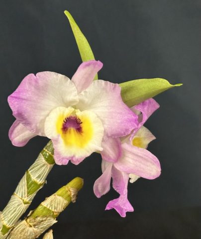 Dendrobium nobile - Éric Dumont