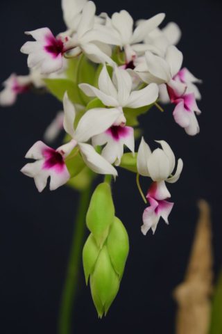Calanthe vestita - Christian St-Pierre