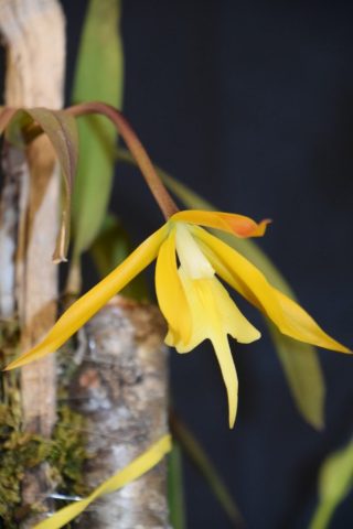 Epithechea Ecuagenera - Christian St-Pierre