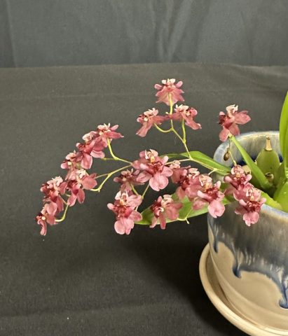Oncidium Twinkle RedGirl - Jean B. Gagnon