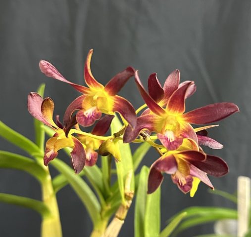 Dendrobium Pumpkin Patch - Lise Grenon