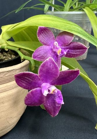 Phalaenopsis Joy Luedde Coral - Lise Grenon