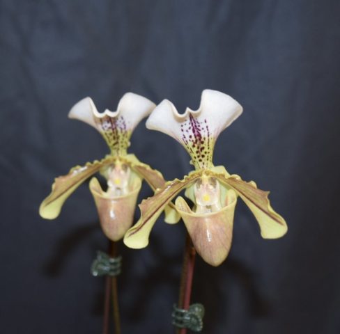 Phapiopedilum Spirtix - Marie Coté