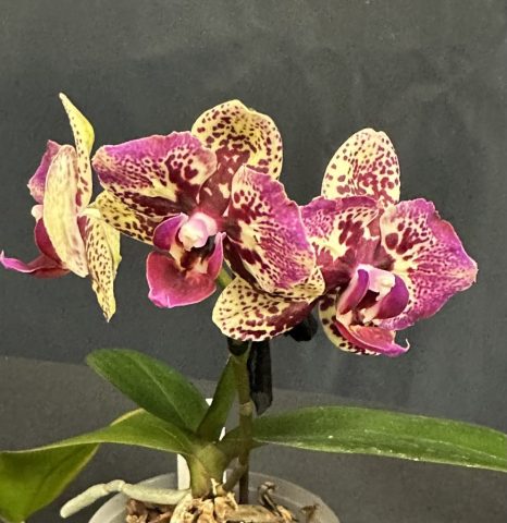 Phalaenopsis Lioulin Sparrow Cat - Marie Coté