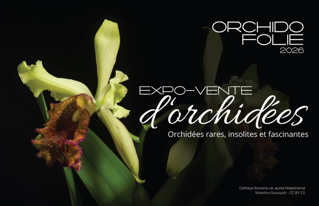 Orchidofolie 2026