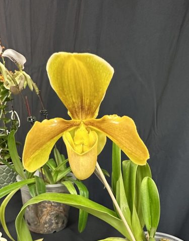 Phaphiopedilum Amanda - Patricia Caris