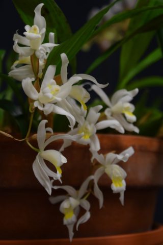 Coelogyne Unchained Melody - Paul Fortin